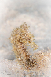 I captured this tiny Line Seahorse with my Nikon D850, 60... by Leslie Howell 